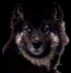 husky1.JPG (4894 bytes)
